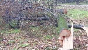 Slănic Moldova: Primăria, amendată cu 40.000 de lei după ce a defrișat un spațiu verde