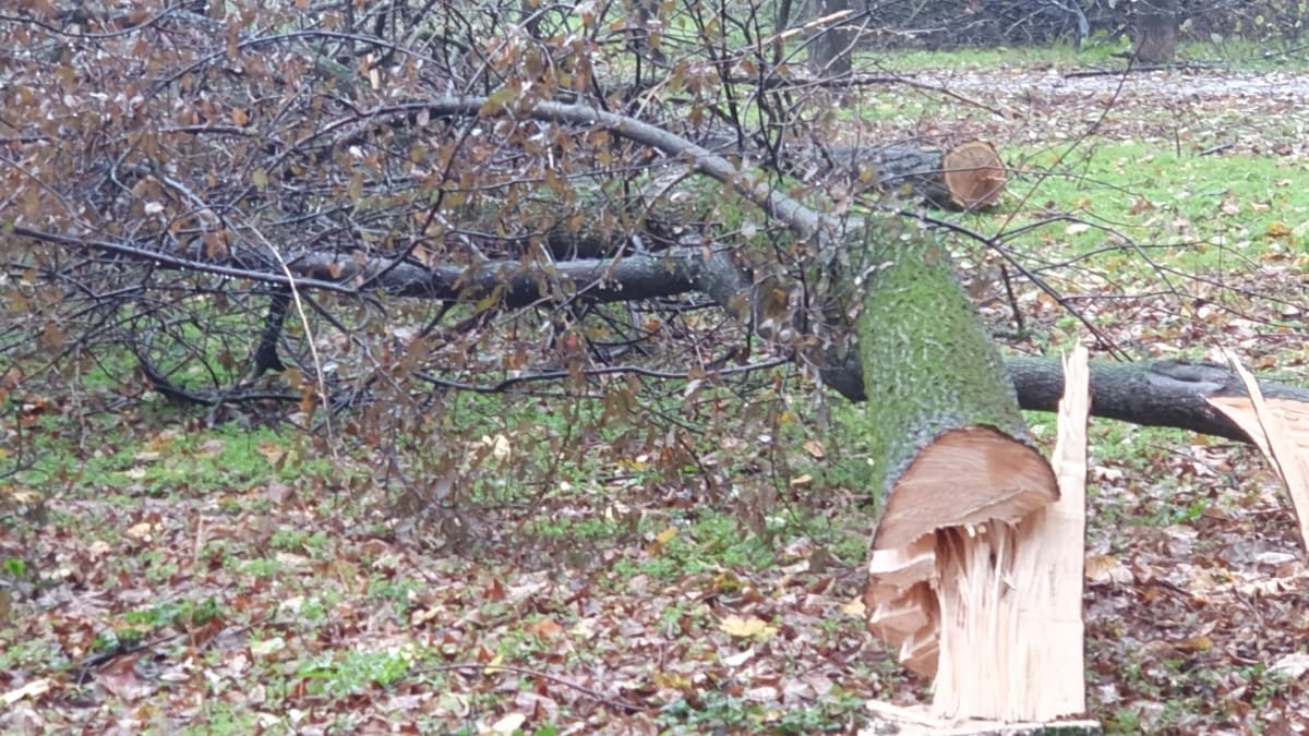 Slănic Moldova: Primăria, amendată cu 40.000 de lei după ce a defrișat un spațiu verde