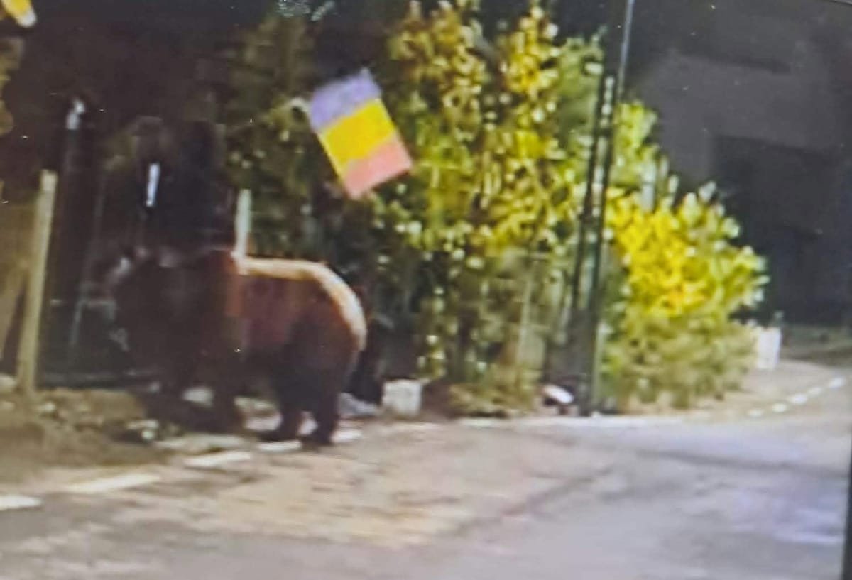 Slătinița: ursul a vizitat satul trei nopți la rând și i-a apărut în față unei localnice