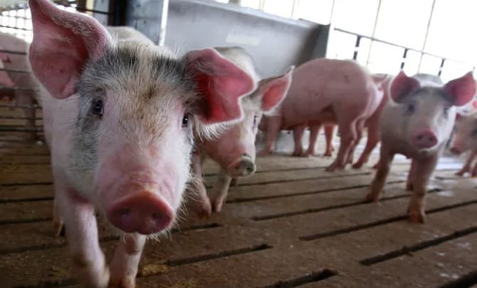 Șoferii care transportă ilegal porci riscă să rămână fără mașini. Proiectul de lege prevede dosare penale