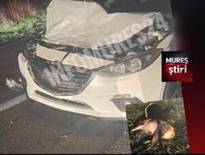 Sovata-Praid: un cerb a fost lovit mortal de o mașină, traficul fiind îngreunat pe DN13A