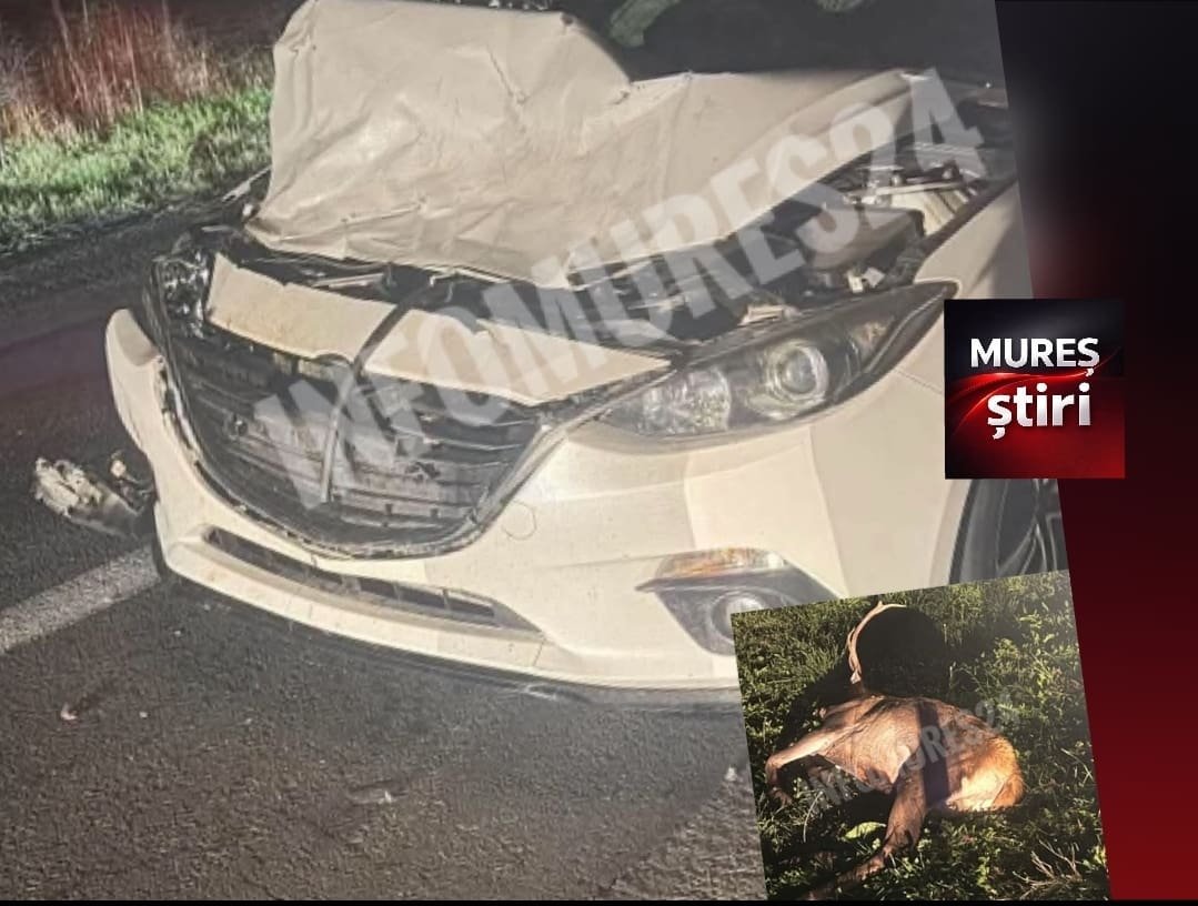 Sovata-Praid: un cerb a fost lovit mortal de o mașină, traficul fiind îngreunat pe DN13A