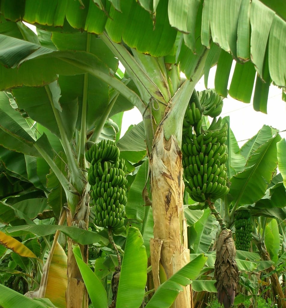 Sudul Franței: fermierii înlocuiesc livezile tradiționale cu plantații tropicale de banane și papaya