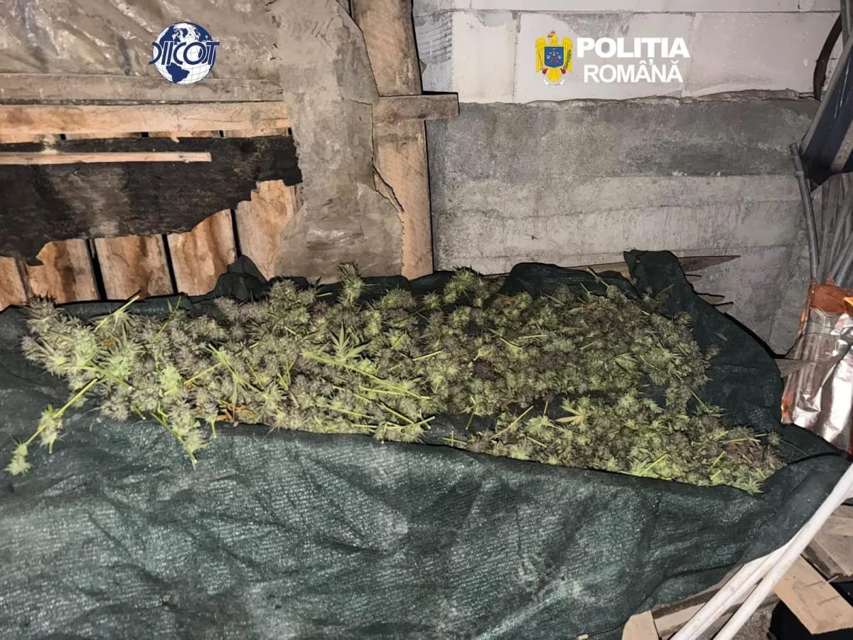 Târgu Lăpuș: 36 de plante de canabis și peste cinci kilograme de materie vegetală, găsite la percheziții