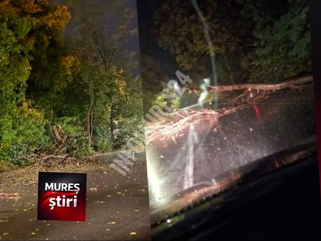 Târnăveni: copaci prăbușiți pe carosabil în mai multe locații, traficul se desfășoară cu dificultate