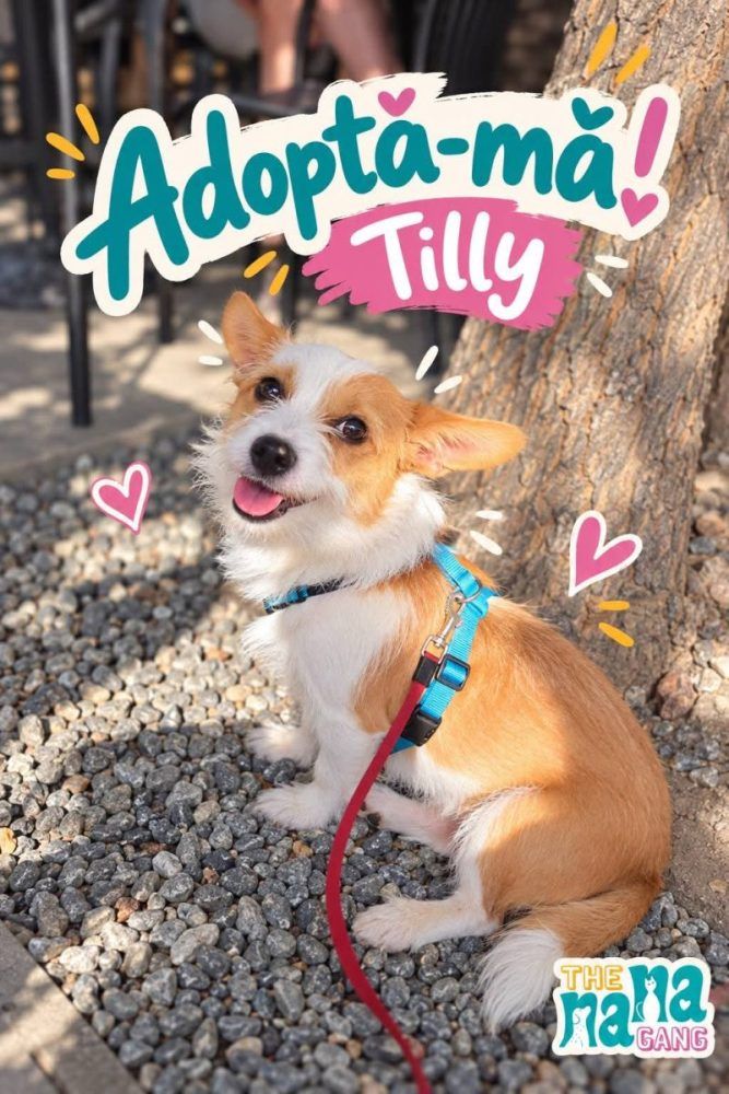 Tilly, o cățelușă blândă și sociabilă, este pregătită pentru adopție într-o familie nouă