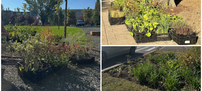 Timișoara: plantări de perene în Parcul Anton Scudier, Parcul Franz Joseph, Parcul I. C. Brătianu și în scuarul...
