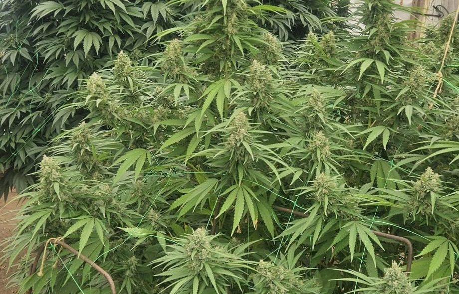 Timiș: plantație de canabis și ciuperci halucinogene descoperite, un bărbat de 52 de ani arestat / VIDEO