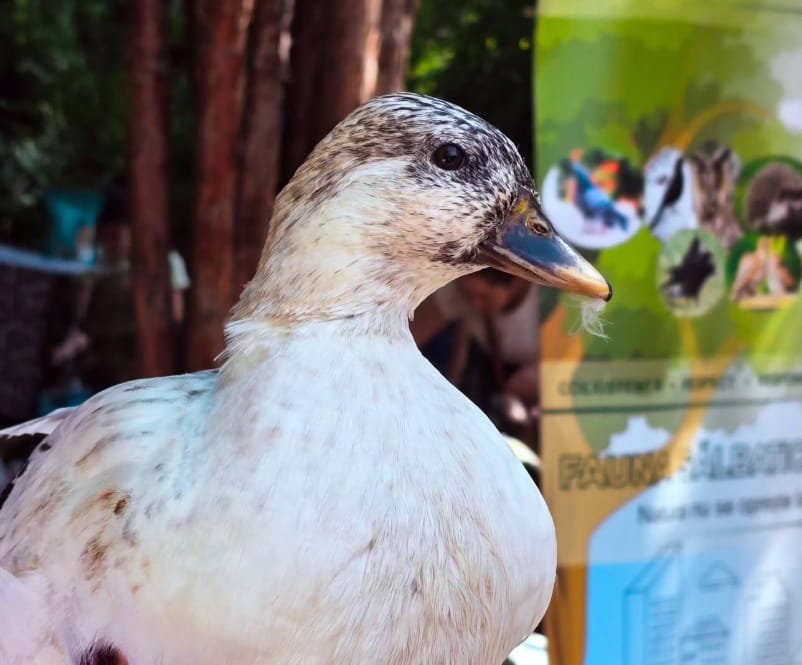 Timișoara: Colectivul Blană continuă proiectul Oraș prietenos cu animalele, cu 19 activități