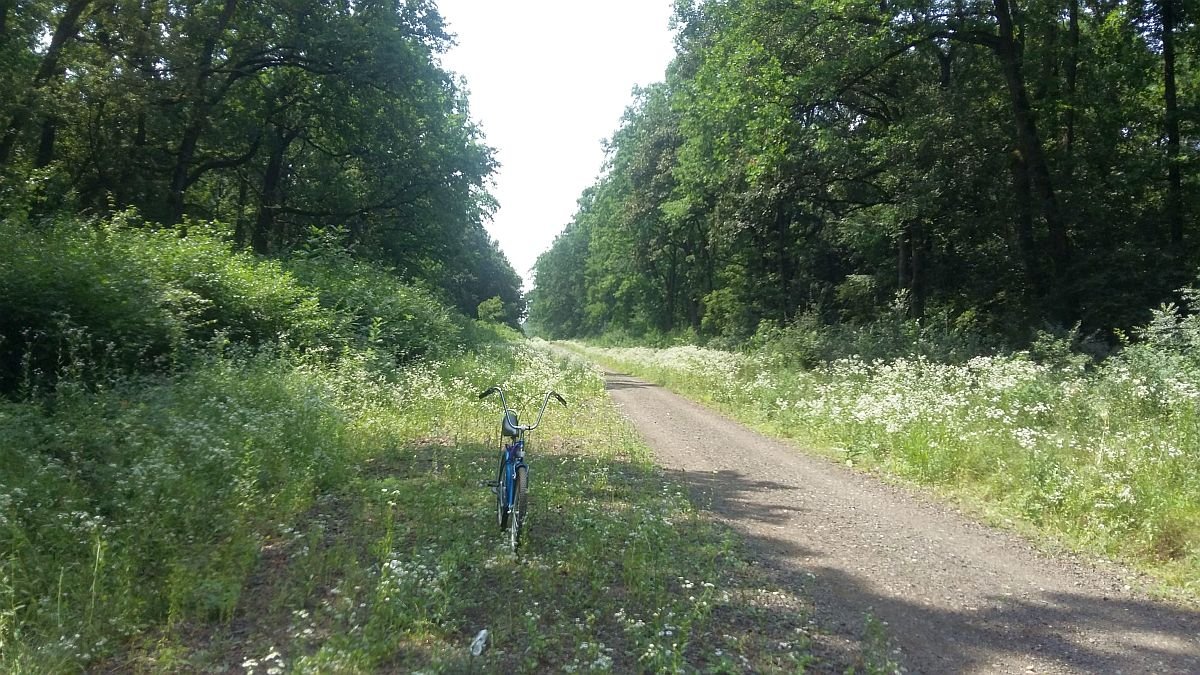 Timișoara: proiectul de pădure-parc în Pădurea Verde intră la vot în Consiliul Local