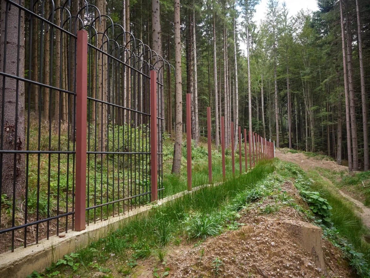 Timișul de Sus: sanctuarul de urși, pe lista priorităților Guvernului Niculescu