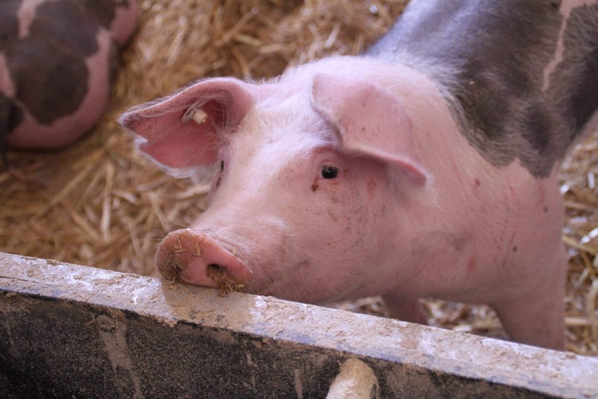 Transportul ilegal de cel puțin șase porci devine infracțiune, cu confiscarea animalelor și a vehiculului