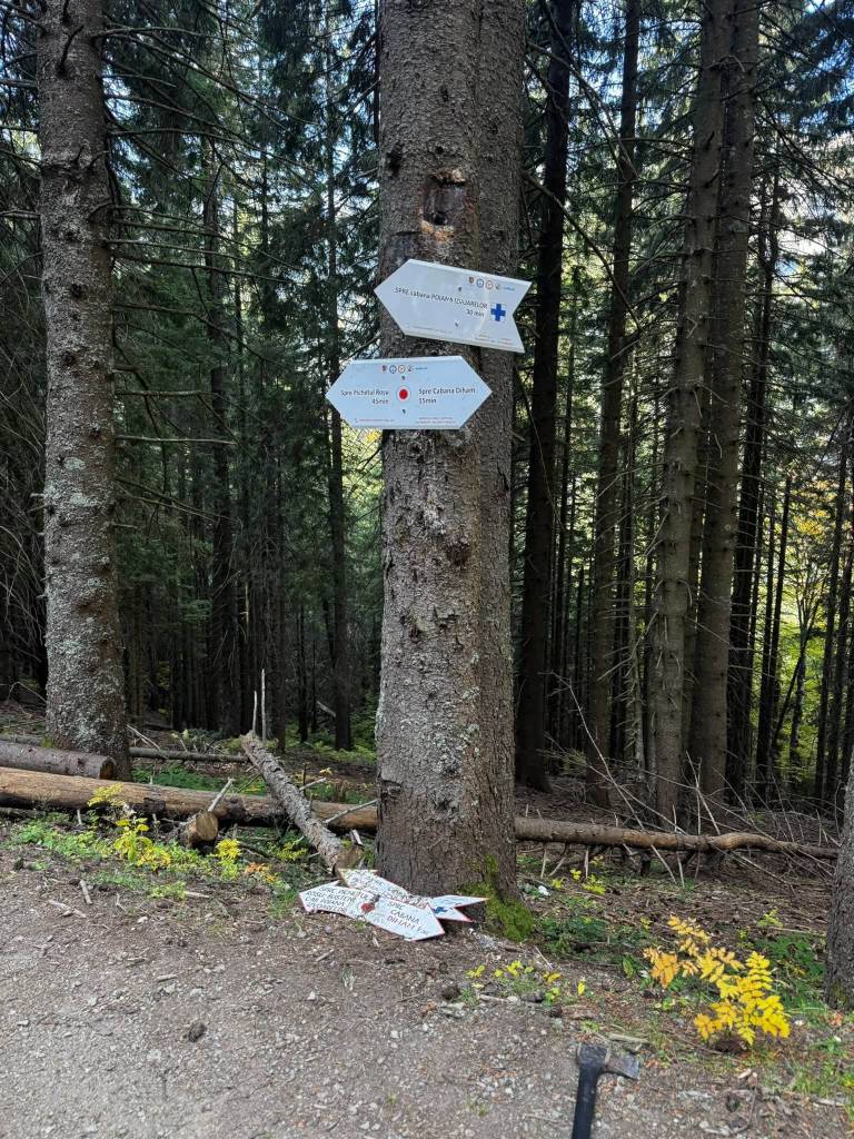 Traseul Glăjerie – Poiana Izvoarelor, refăcut de Salvamont: săgeți noi și arbore doborât de vânt înlăturat