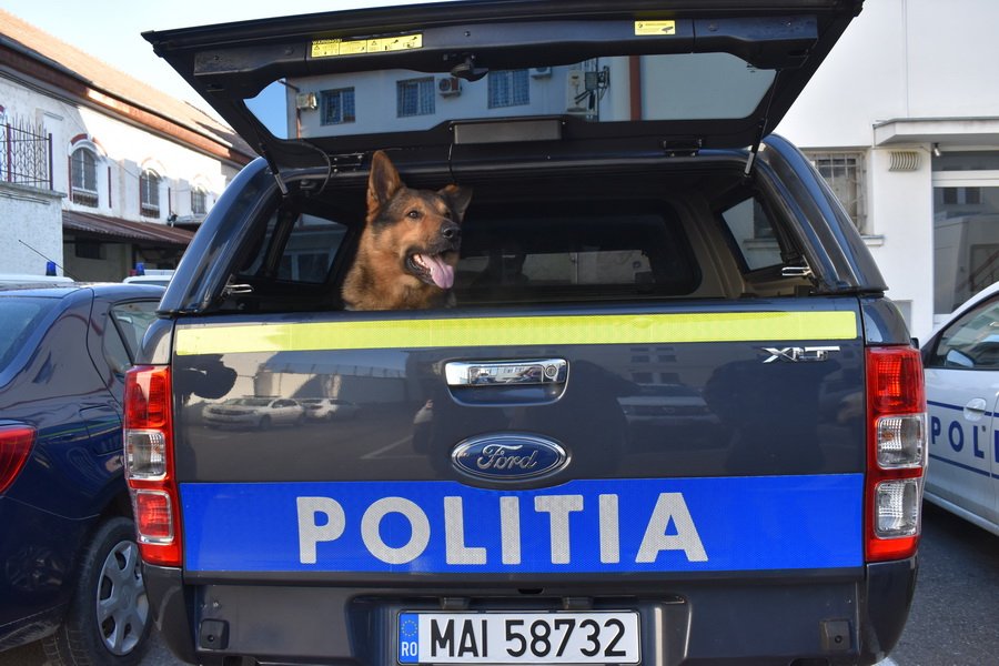 Triaj: doi bărbați care au aruncat doi pui de câine peste gardul adăpostului sunt urmăriți de polițiști