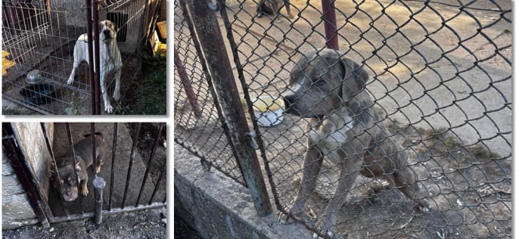 Uivar: crescător de câini amendat, polițiștii au găsit 33 de câini în curtea unui bărbat