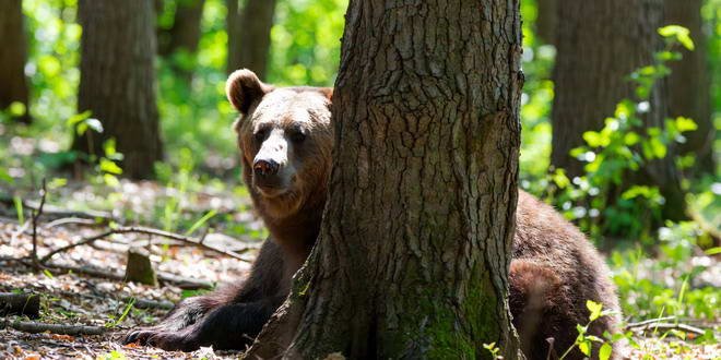 Urs la Mănășturel, în comuna Cuzdrioara: s-a emis Ro-Alert pentru locuitorii din zonă