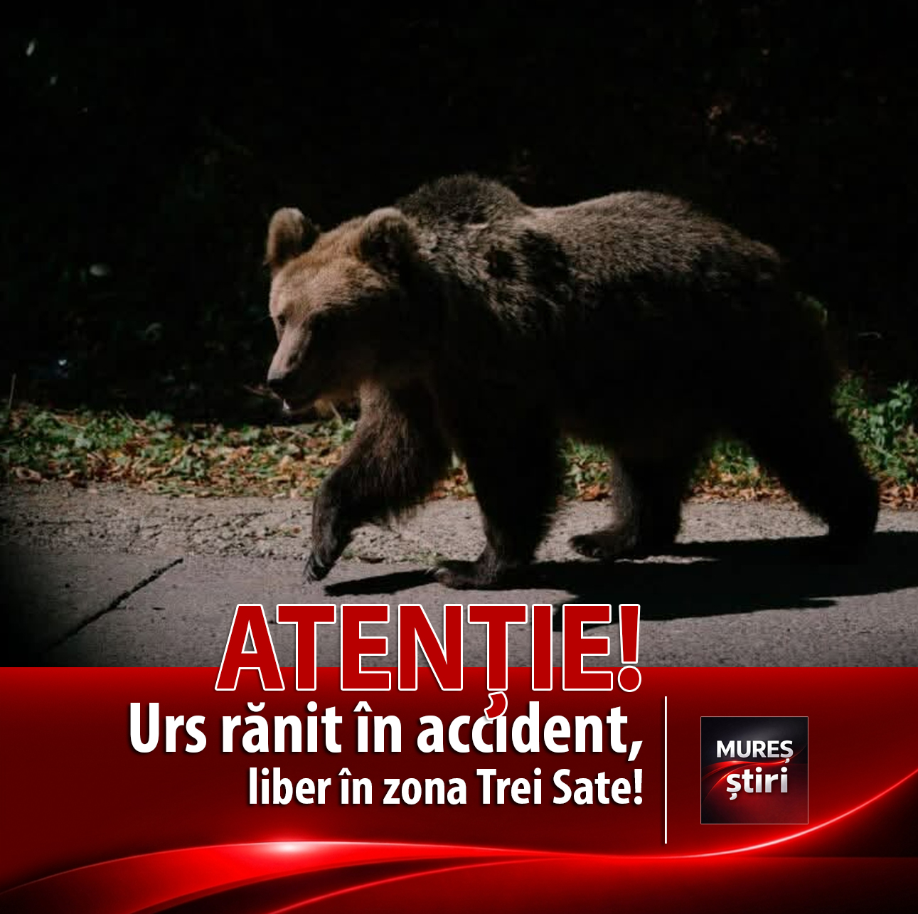 Urs lovit de o mașină în zona Trei Sate: Animalul a dispărut în pădure, iar șoferii sunt avertizați să circule cu pruden