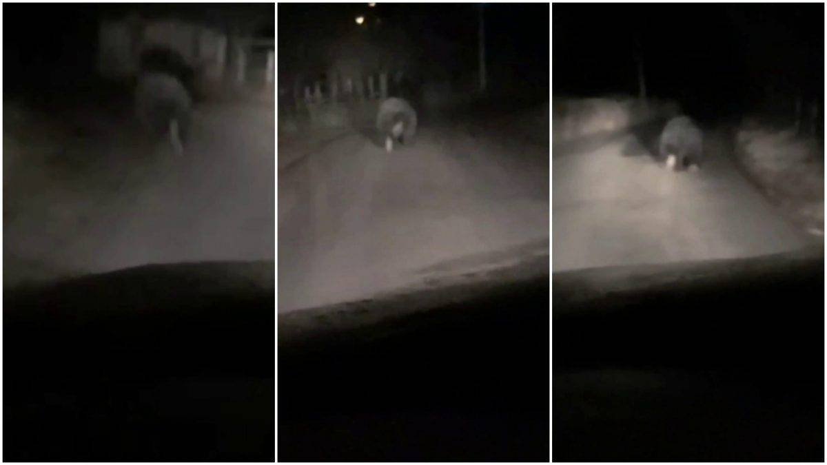Urs semnalat în satul Căpâlna, comuna Săsciori. Jandarmii Alba se deplasează în zonă