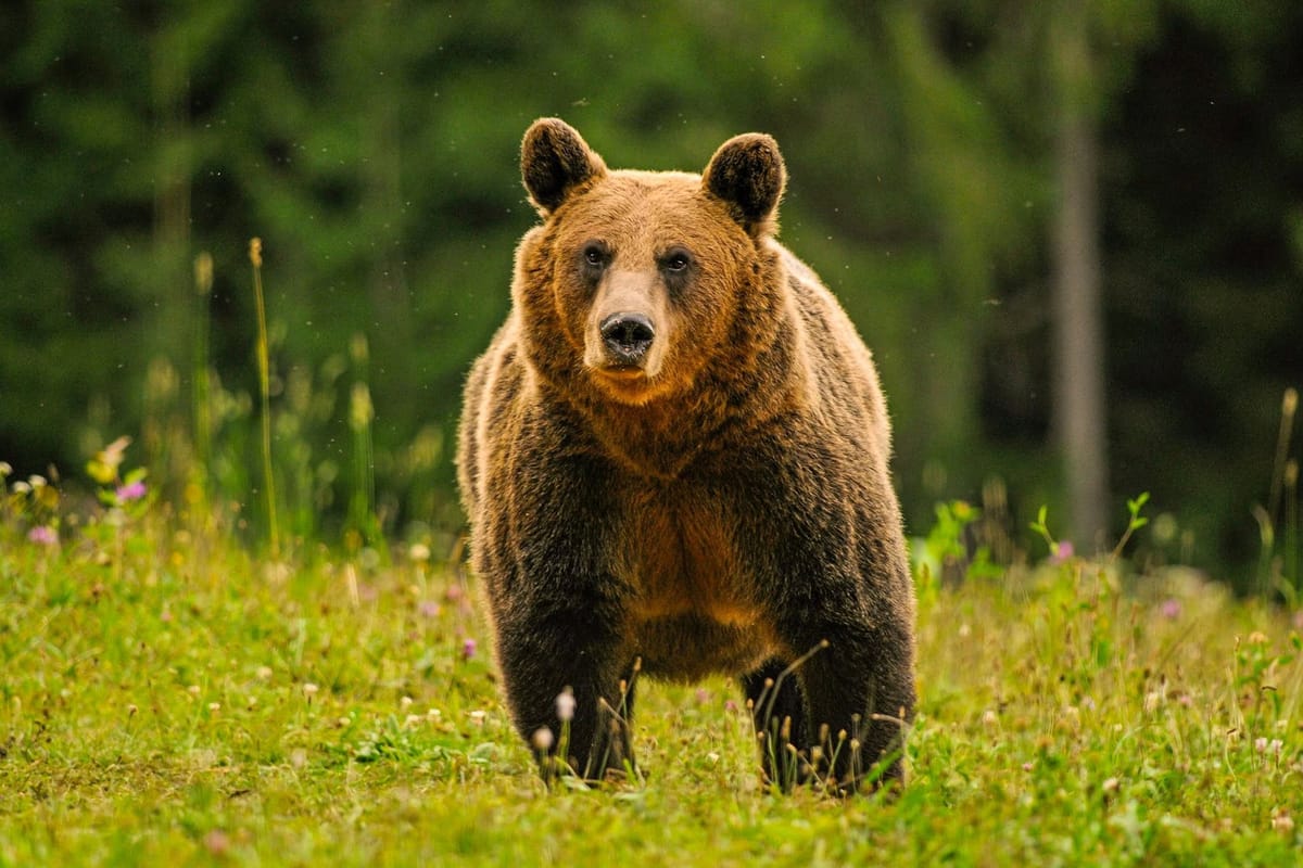Ursul brun: noua lege permite recoltarea a aproape 1.000 de exemplare până la sfârșitul anului