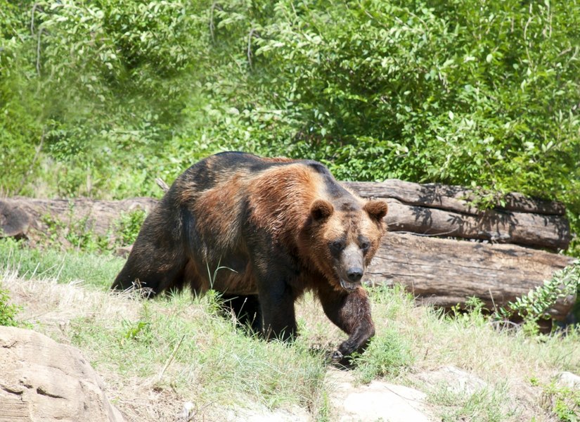 Ursul care a ucis o femeie în Bistrița a fost împușcat după ce a revenit în zona atacului. La Brașov este luată în calcu