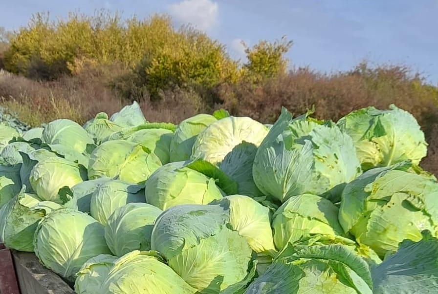 Varza de Belinț și Leucușești ajunge în piețe: tone de legume pleacă zilnic spre Timișoara, Deva și Reșița