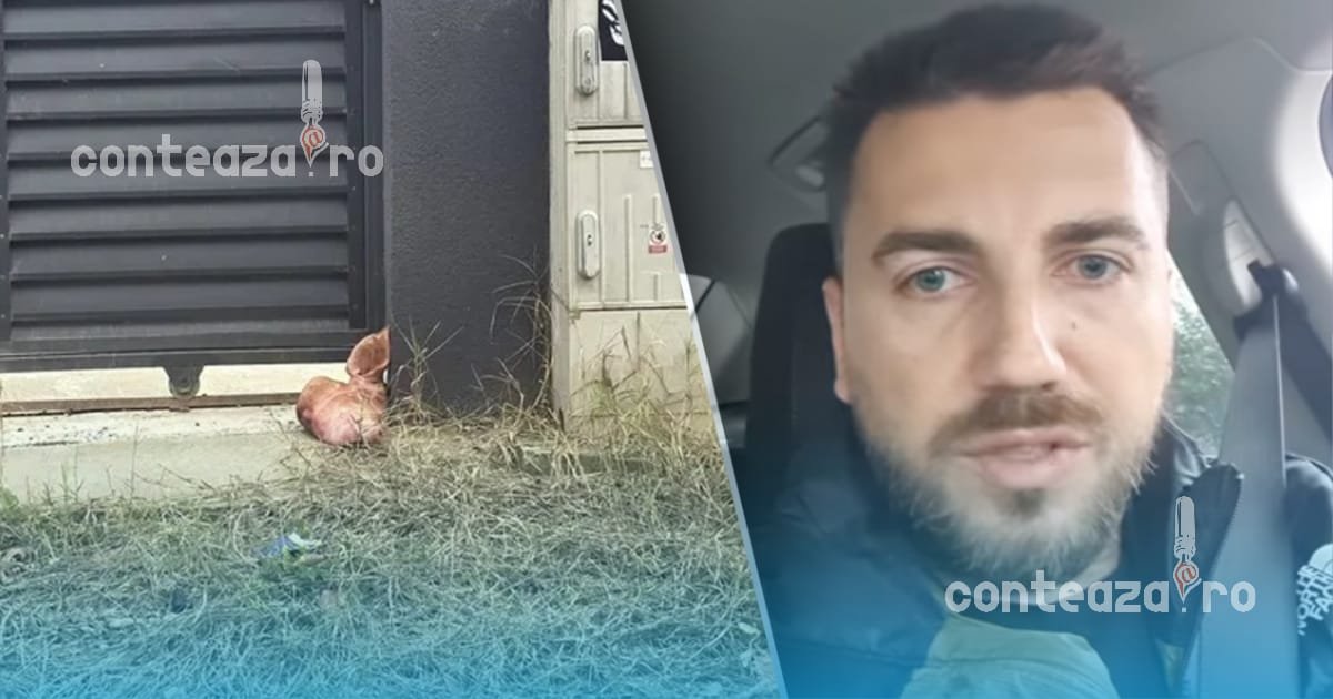 VIDEO Adrian Jucătoru spune că a pus capul de porc la poarta lui Marius Lulea și îl acuză de orchestrare