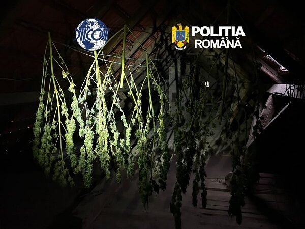 VIDEO Caransebeș: un sirian și un cărășean, prinși în flagrant vânzând 1 kilogram de cocaină