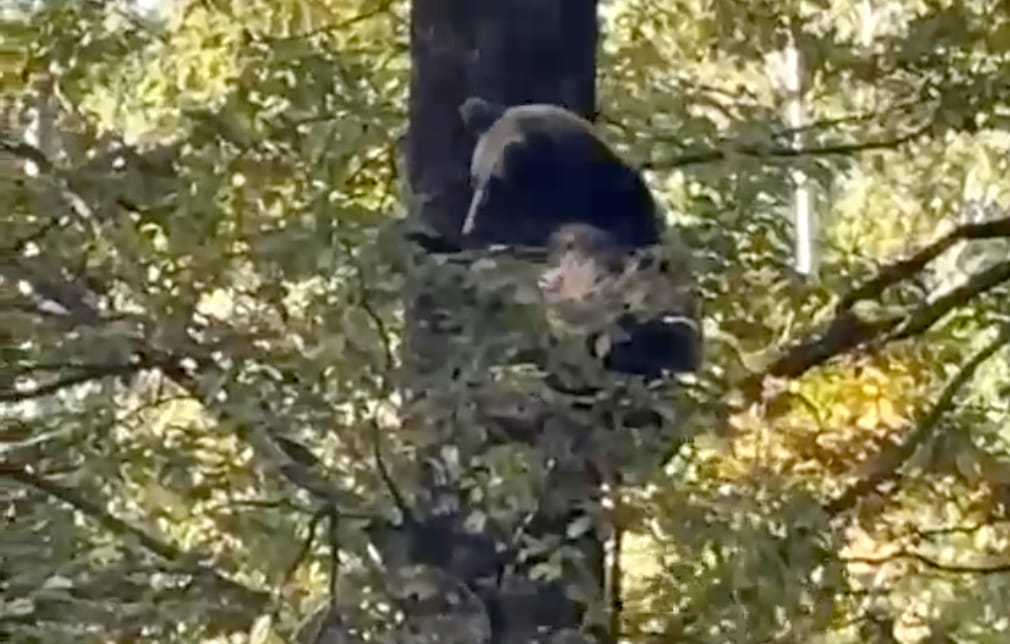 VIDEO Cisnădie: urs speriat de câini, urcat într-un copac la marginea orașului, fără răniți