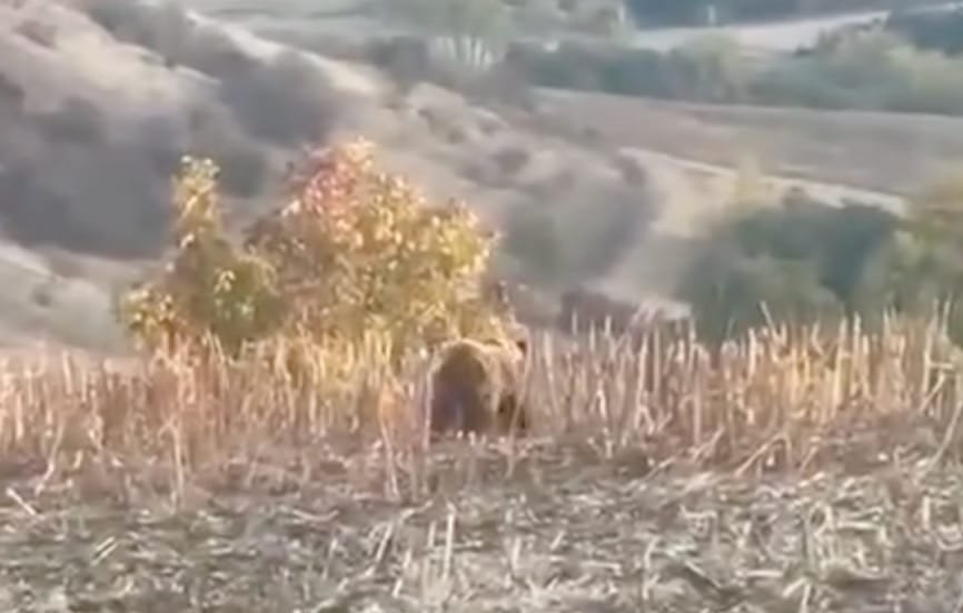 VIDEO. Frata, Cluj: urs văzut lângă comună, oamenii sunt rugați să nu se apropie de animal