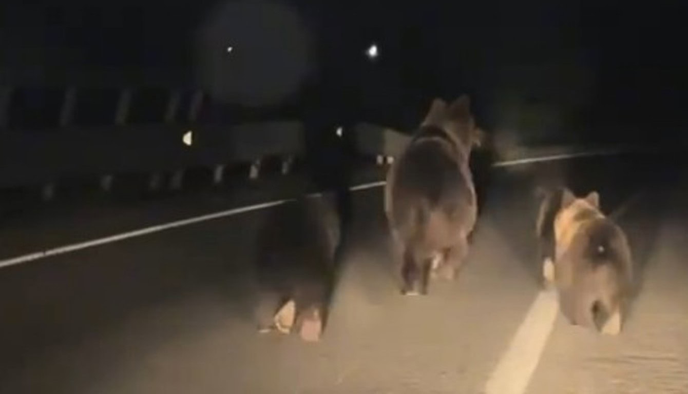 VIDEO ȘTIREA TA: Ursoaică cu trei pui, filmată în trafic pe DN1, podul peste autostradă între Alba Iulia și Lancrăm