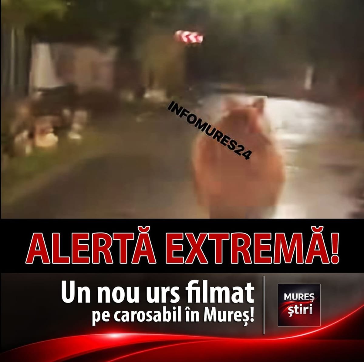 Viforoasa, Mureș: un nou urs filmat pe carosabil, pericol pentru șoferi și localnici