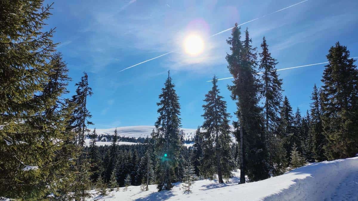 Vitamina de care organismul are nevoie în sezonul rece. De ce este importantă vitamina D iarna și din ce surse o putem o