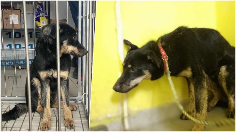 Voce pentru cei care nu pot protesta. Acțiune pentru protecția animalelor, în Piața Unirii