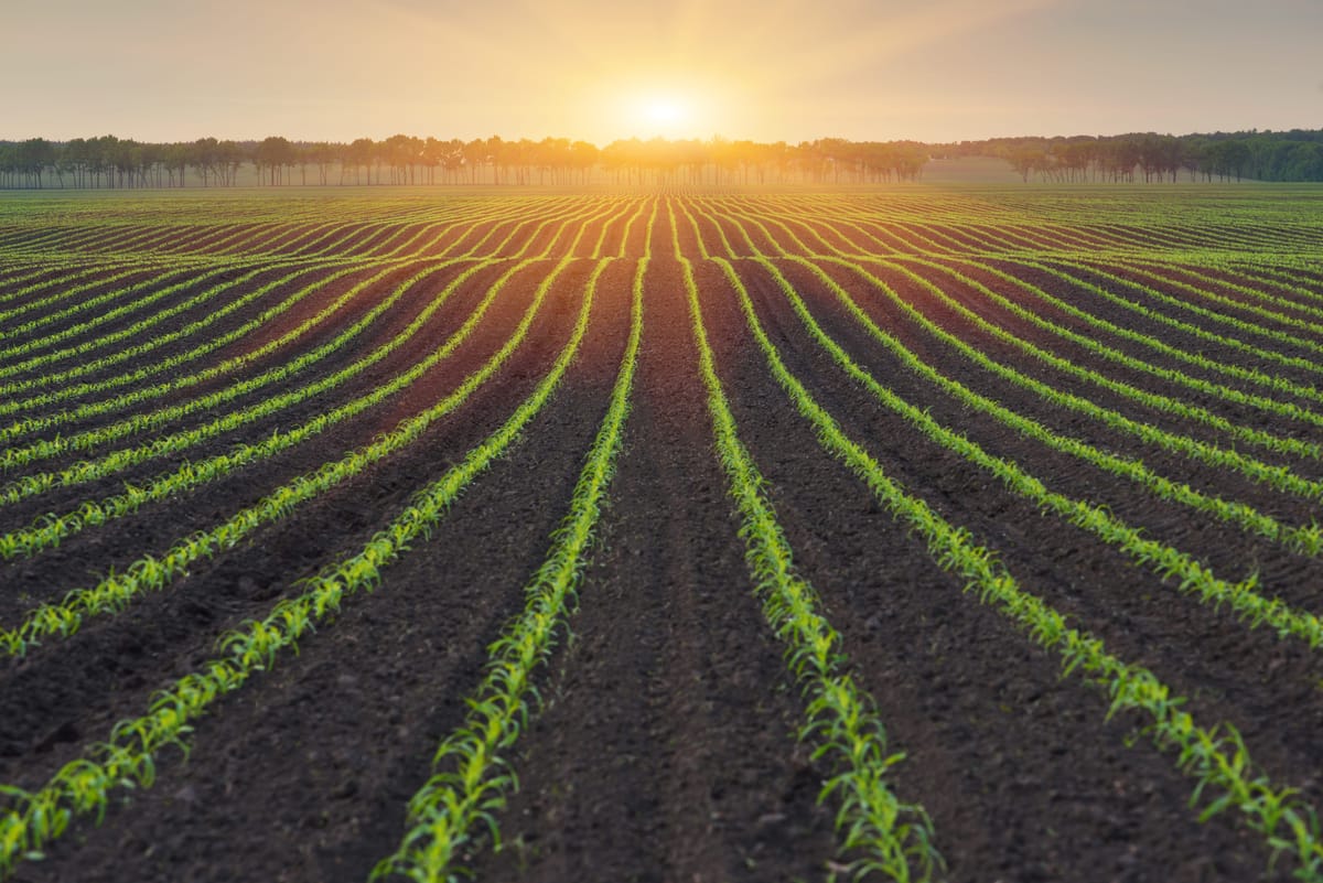 Vylor și Rainbow Crops colaborează la dezvoltarea porumbului prin editare genetică