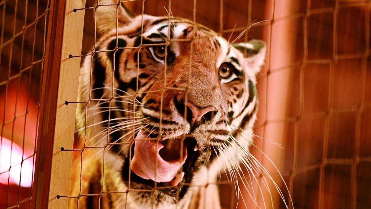 Yorkshire Wildlife Park va rămâne închis după ce un bărbat a fost ucis de un tigru într-un țarc