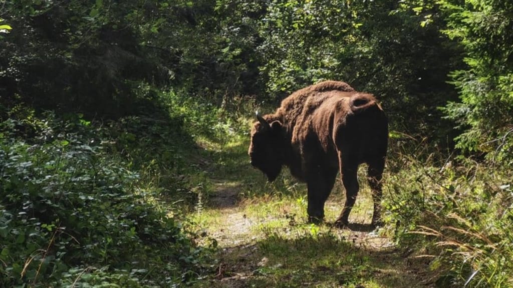 Zărnești: zimbri sălbatici, surprinși de jandarmii montani pe traseele din zonă